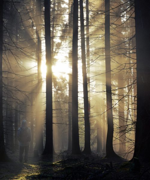 Young,Guy,With,A,Backpack,Standing,In,A,Forest,In